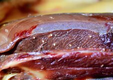 Wild mallard (Anas platyrhynchos) with rice grain like sarcocysts in the pectoral muscle, incidental finding