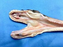 Ball python (Python regius) with severe anemia and bacterial septicemia (confirmed by icrobiology and cytology) and underlying BIBD infection (confirmed by histology)